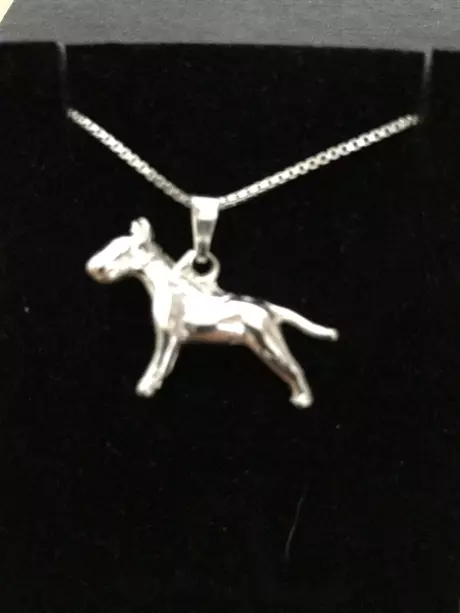 Pitbullterrier silver