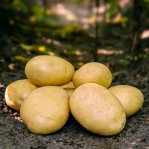 Sättpotatis, Folva 2 kg