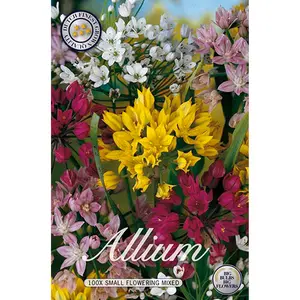Allium låg, blandade färger 100 st