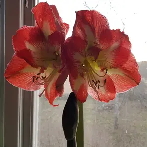 Amaryllis, Minerva XXL lök 1 st