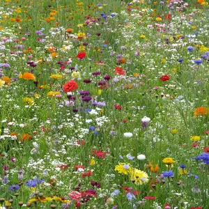 Blomsterängsblandning medelhög 25m2