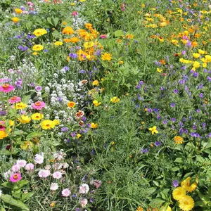 Blomsterängsblandning fjärilar & bin 25m2