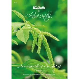 Amarant, Viridis