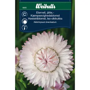 Jätteeternell, Silverpink