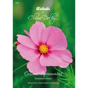 Rosenskära, Sensation Gloria