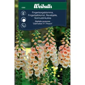 Fingerborgsblomma, Dalmatian Peach F1
