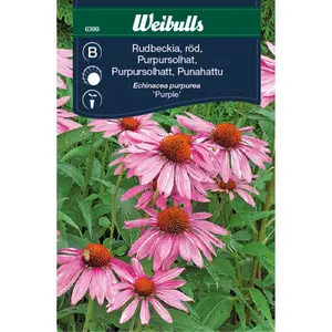 Rudbeckia, Purple