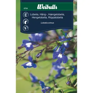 Hänglobelia