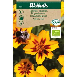Tagetes, Enkel gul KRAV