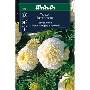 Tagetes, African Marigold Snowdrift