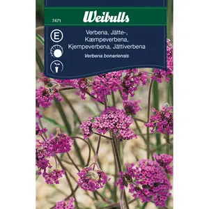 Jätteverbena