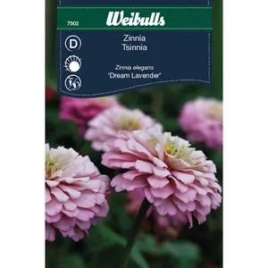 Zinnia, Dream Lavender