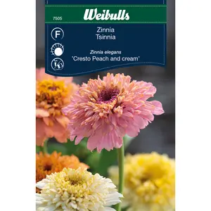 Zinnia, Cresto Peach and cream