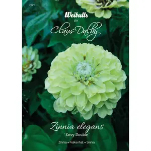 Zinnia, Envy Double