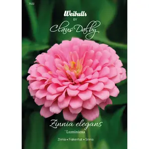 Zinnia, Luminosa
