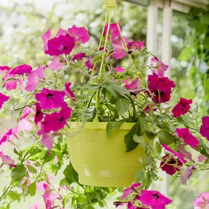 Ampel 25cm med hänge, lime