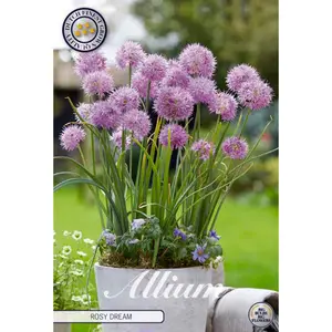 Allium, Rosy Dream 10 st