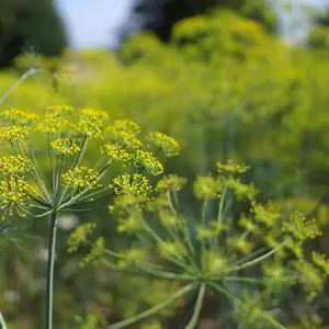 Dill, Como Svenskodlat frö