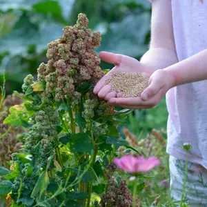 Quinoa, Vikinga
