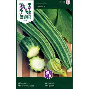 Squash, Latino F1
