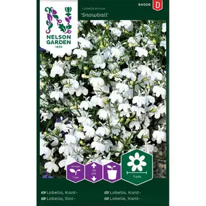 Kantlobelia, Snowball, vit