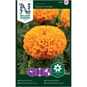 Tagetes, Taishan Orange