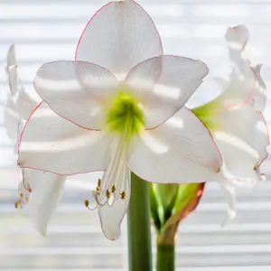 Amaryllis, Picotee XL lök 1 st