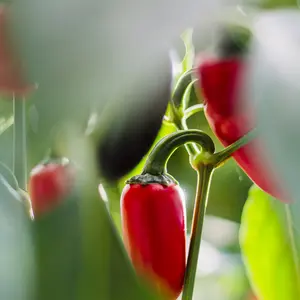 Jalapeno, Fundador F1