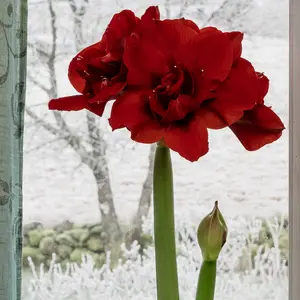 Amaryllis dubbel, Double King XL lök 1 st