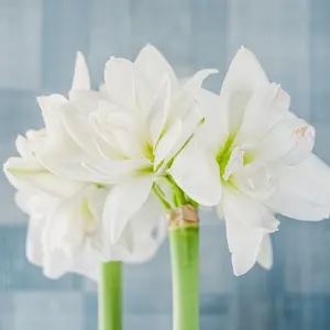 Amaryllis dubbel, White Nymph XXL lök 1 st